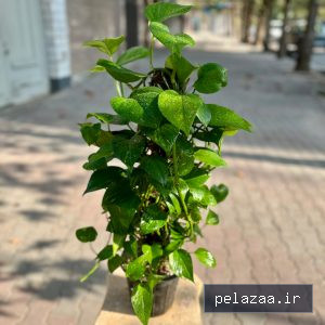 خرید و قیمت پتوس زعفرانی قیم دار از ayrisgreenhouse پتوس زعفرانی قیم دار - ayrisgreenhouse گرگان