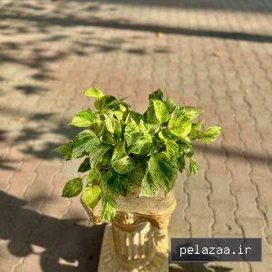 خرید و قیمت پتوس مرمری گلدون کاسه ای از ayrisgreenhouse پتوس مرمری گلدون کاسه ای - ayrisgreenhouse گرگان