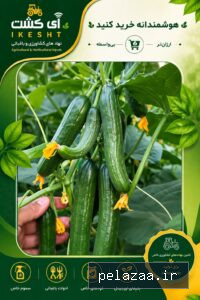 خرید و قیمت عکس میوه خیار ناجم از ikesht عکس میوه خیار ناجم - ikesht گرگان