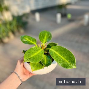 خرید و قیمت فیلودندرون سبز از ayrisgreenhouse فیلودندرون سبز - ayrisgreenhouse گرگان