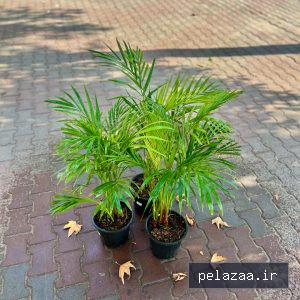 خرید و قیمت نخل اریکا از ayrisgreenhouse نخل اریکا - ayrisgreenhouse گرگان
