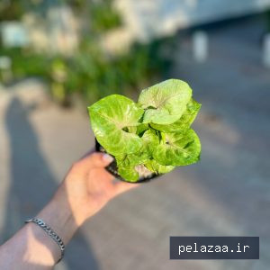 خرید و قیمت سینگینیوم سبز از ayrisgreenhouse سینگینیوم سبز - ayrisgreenhouse گرگان