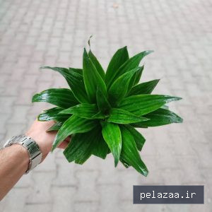 خرید و قیمت دراسنا کامپکت از ayrisgreenhouse دراسنا کامپکت - ayrisgreenhouse گرگان