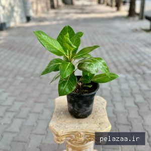 خرید و قیمت فیکوس آلتیسما از ayrisgreenhouse فیکوس آلتیسما - ayrisgreenhouse گرگان